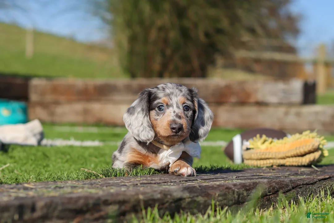 Miniature Dachshund dogs for sale: Willow - Ad 2