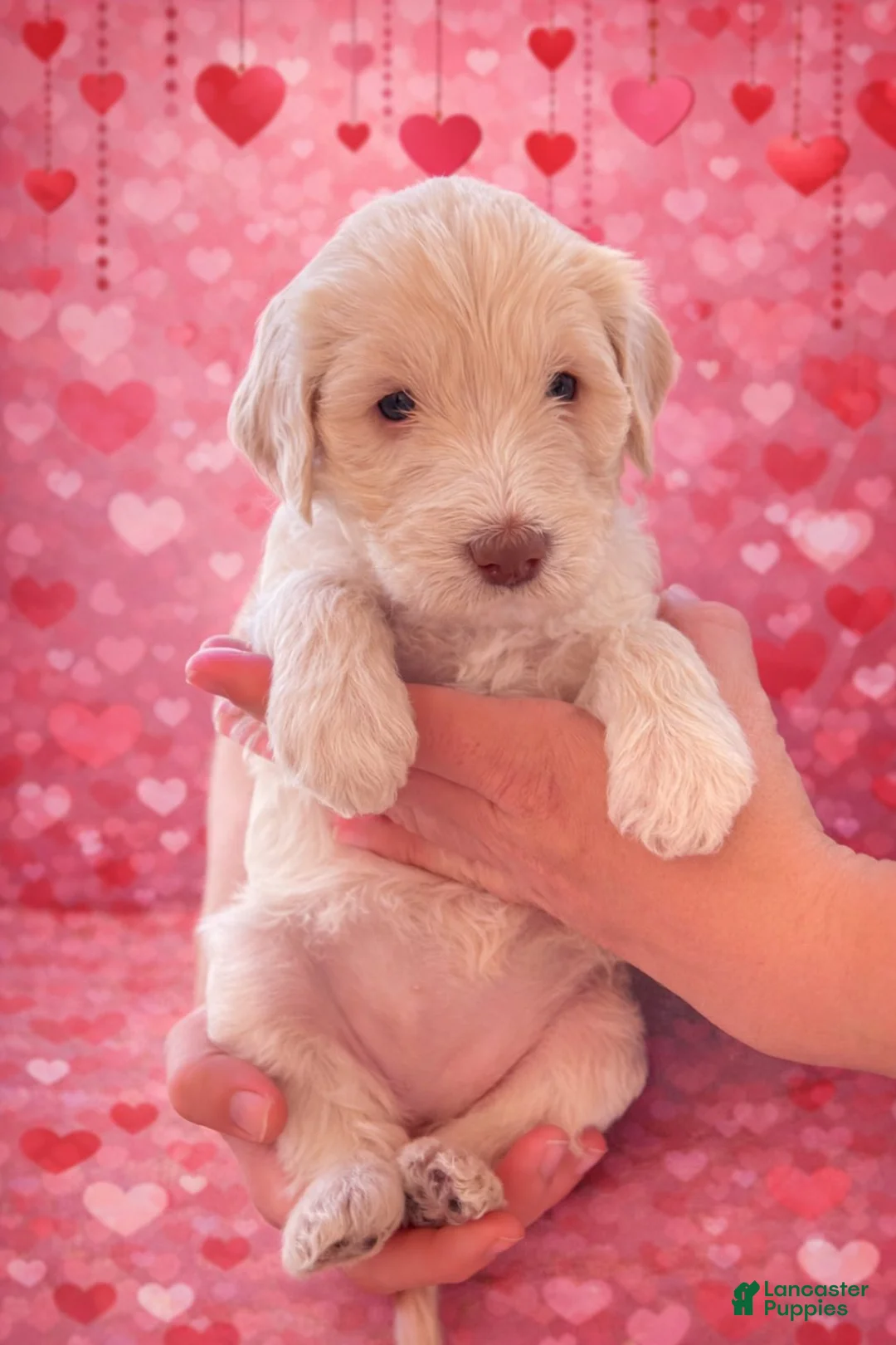 Labradoodle dogs for sale: Labradoodle Puppy 6 - Ad 2