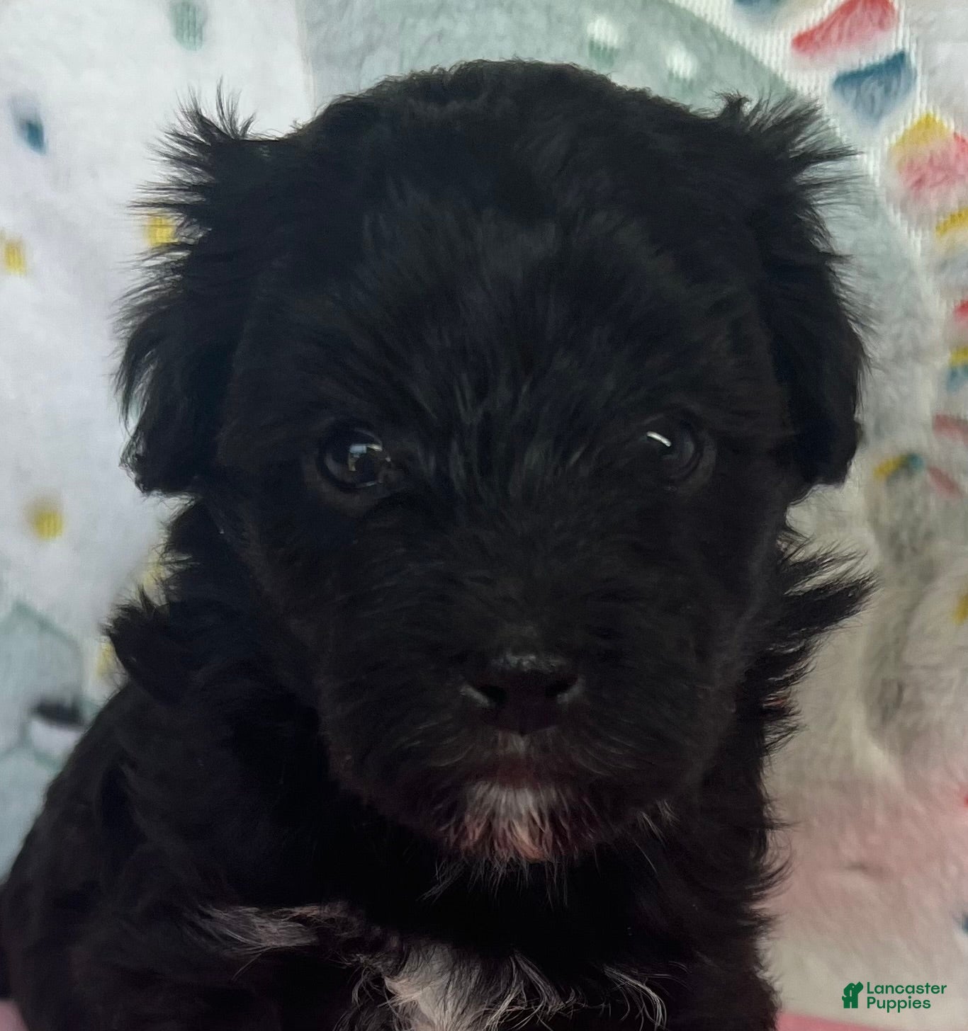 Havanese dogs Winston - Ad 1