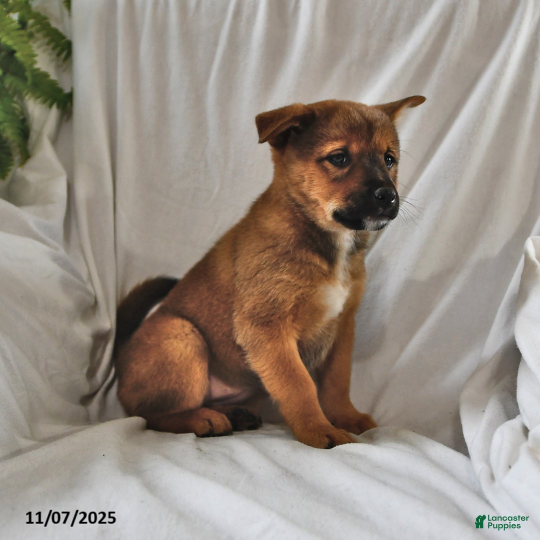Mixed Breed dogs for sale: Missy - Ad 15