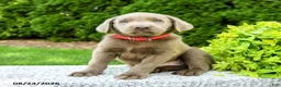 Labrador Retriever dogs for sale: Ruben - Ad 5