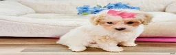Toy Poodle dogs for sale: Toy Poodle Puppy 2 - Ad 4