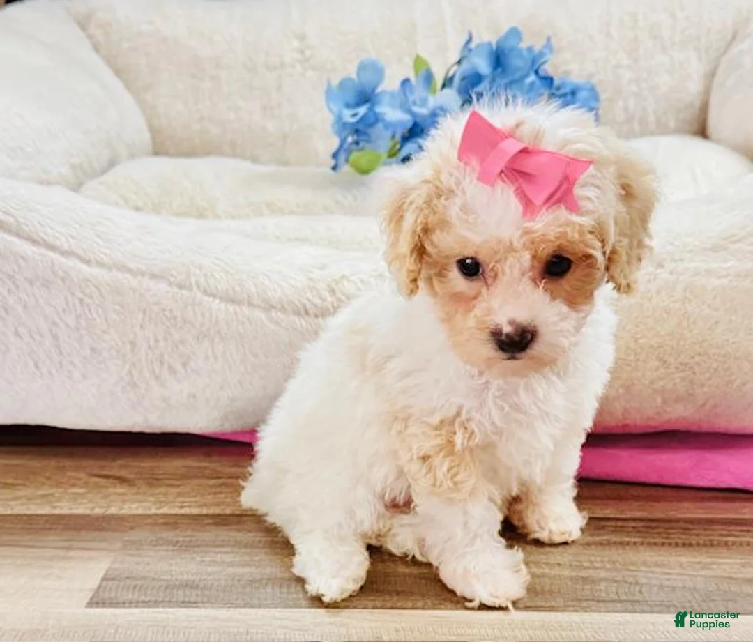 Toy Poodle dogs for sale: Toy Poodle Puppy 2 - Ad 4