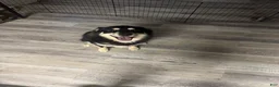 Mixed Breed dogs for sale: Midnight - Ad 2