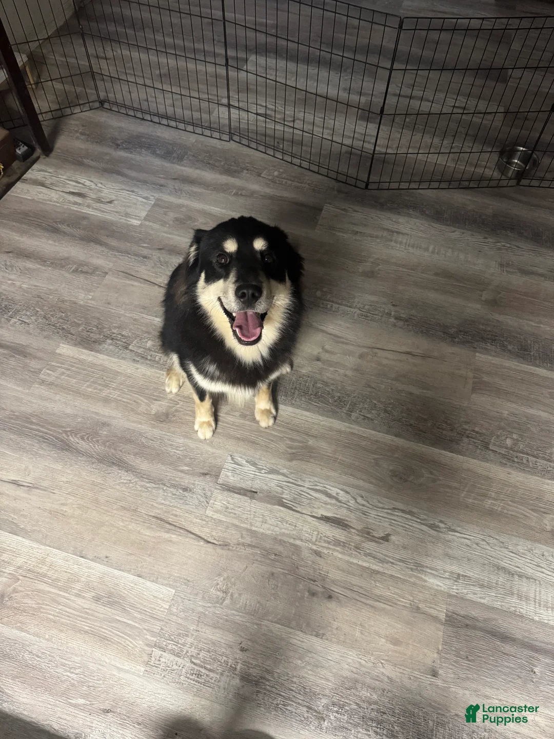 Mixed Breed dogs for sale: Midnight - Ad 2