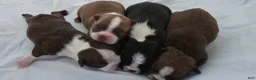 Boston Terrier dogs for sale: Boston Terrier Puppy 1 - Ad 15
