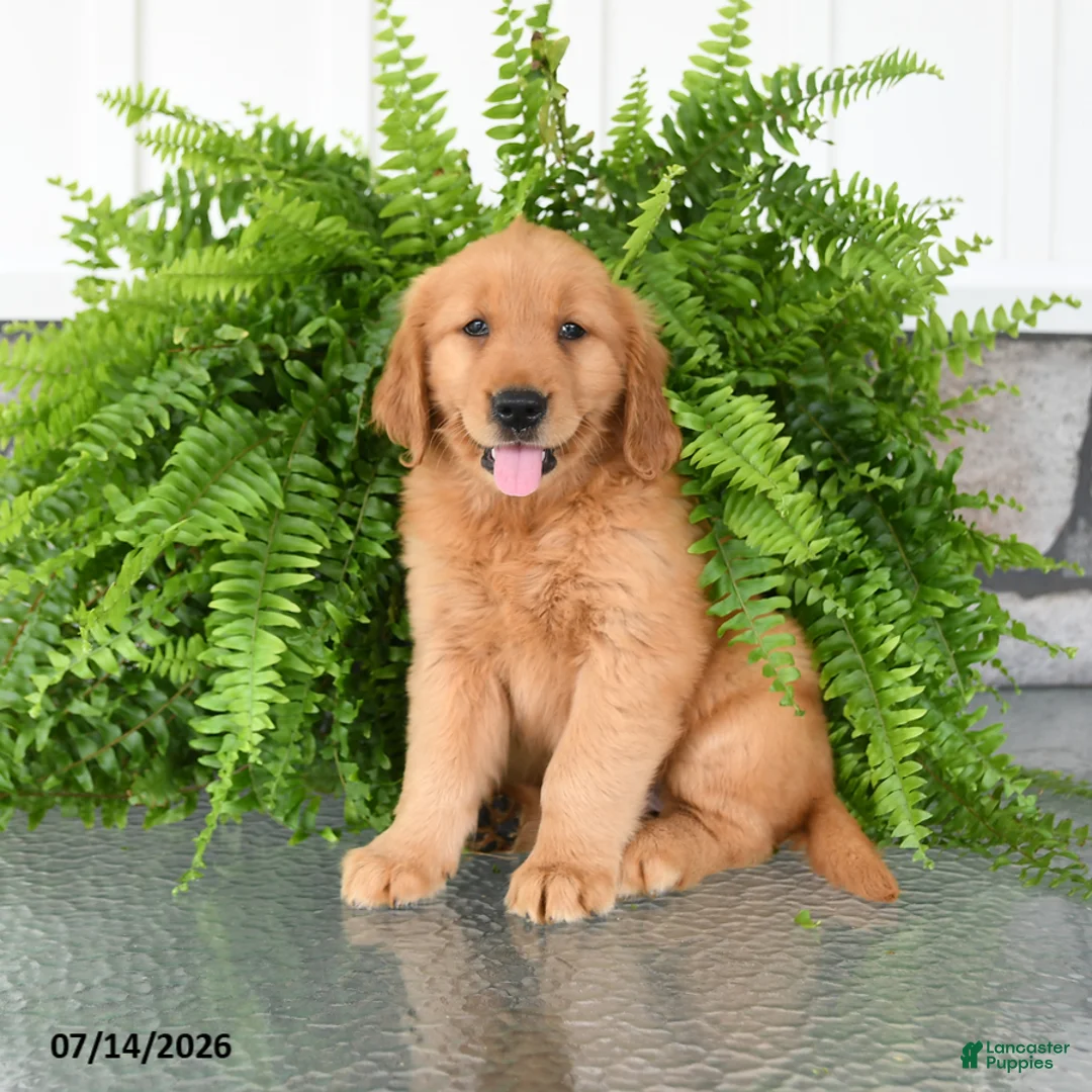 Golden Retriever dogs for sale: Nora - Ad 2