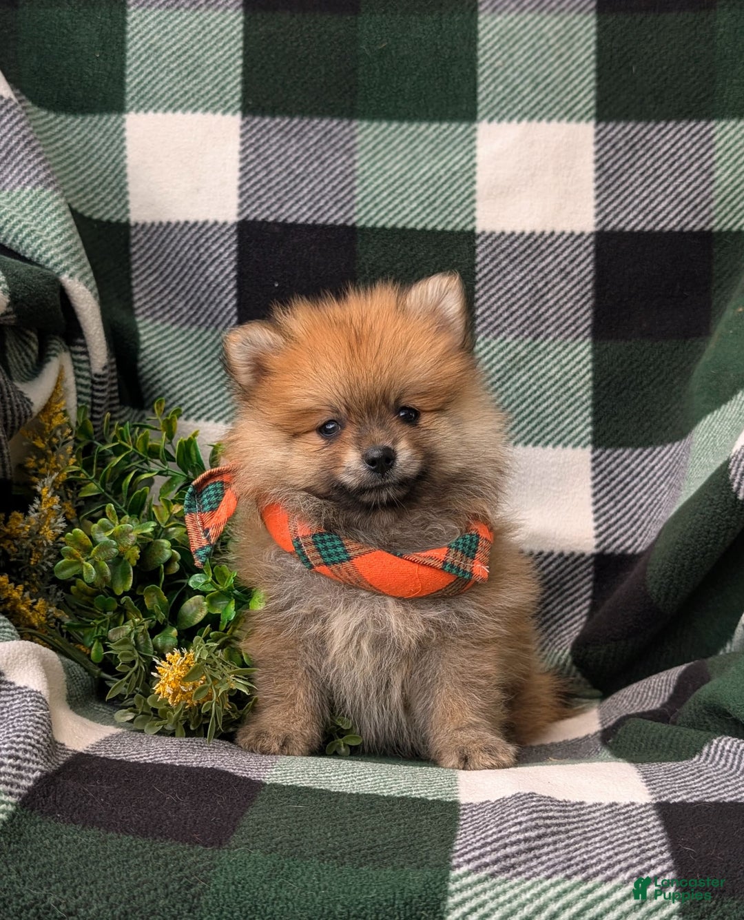 Pomeranian dogs for sale: MacDuff Genetic Testing 9 lbs Full Grown - Ad 20