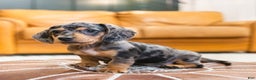 Miniature Dachshund dogs for sale: Mitzi - Ad 2