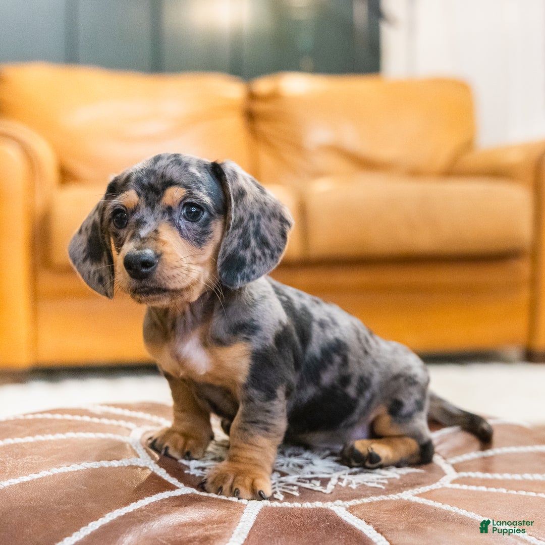 Miniature Dachshund dogs for sale: Mitzi - Ad 2