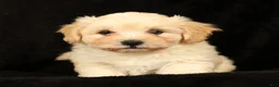 Maltipoo dogs for sale: Charlie - Ad 7