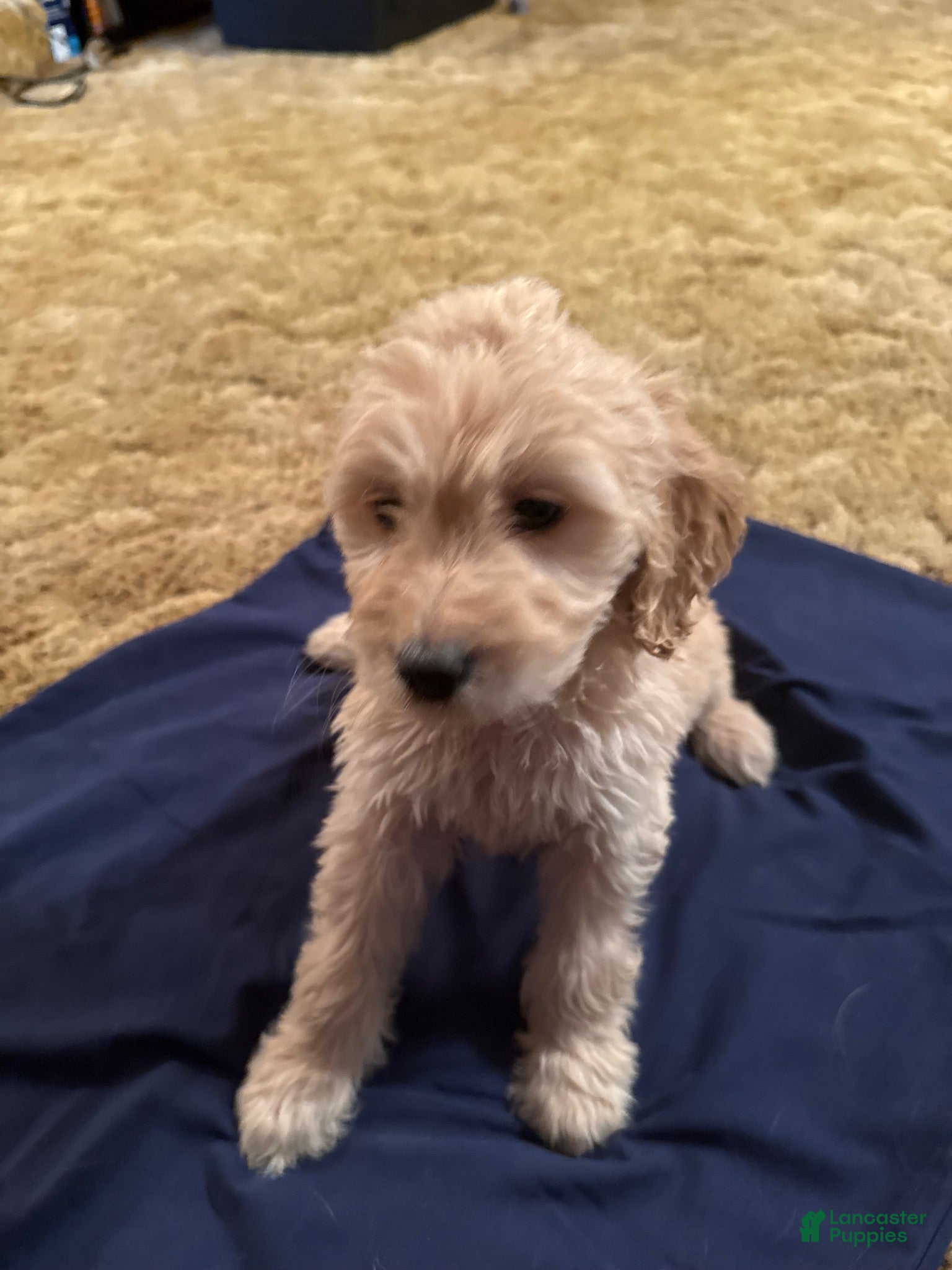 Goldendoodle dogs Goldendoodle 3 - Ad 27