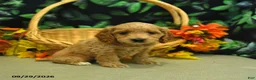 Cockapoo dogs for sale: Stella  - Ad 4