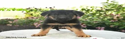 German Shepherd dogs for sale: Lucy  - Ad 1