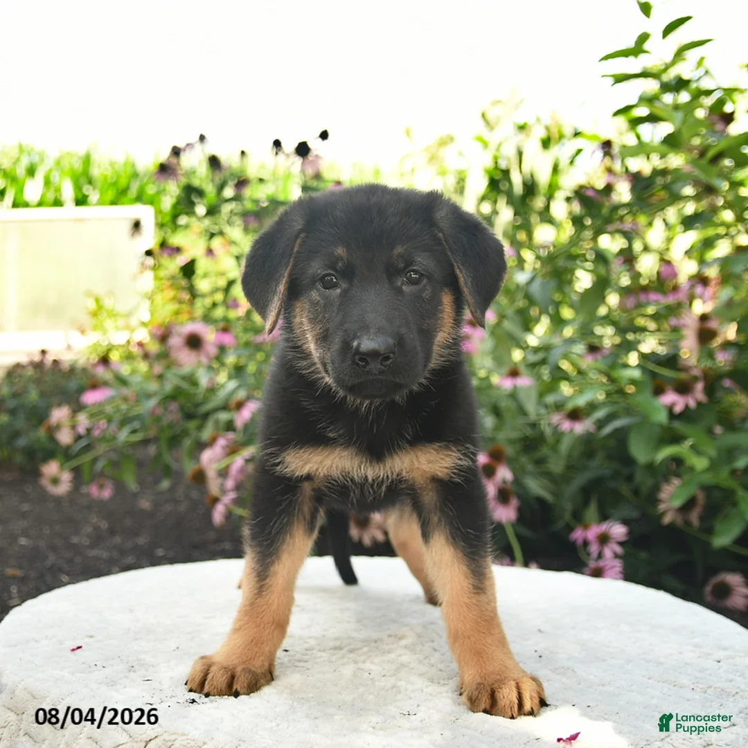 German Shepherd dogs for sale: Lucy  - Ad 1
