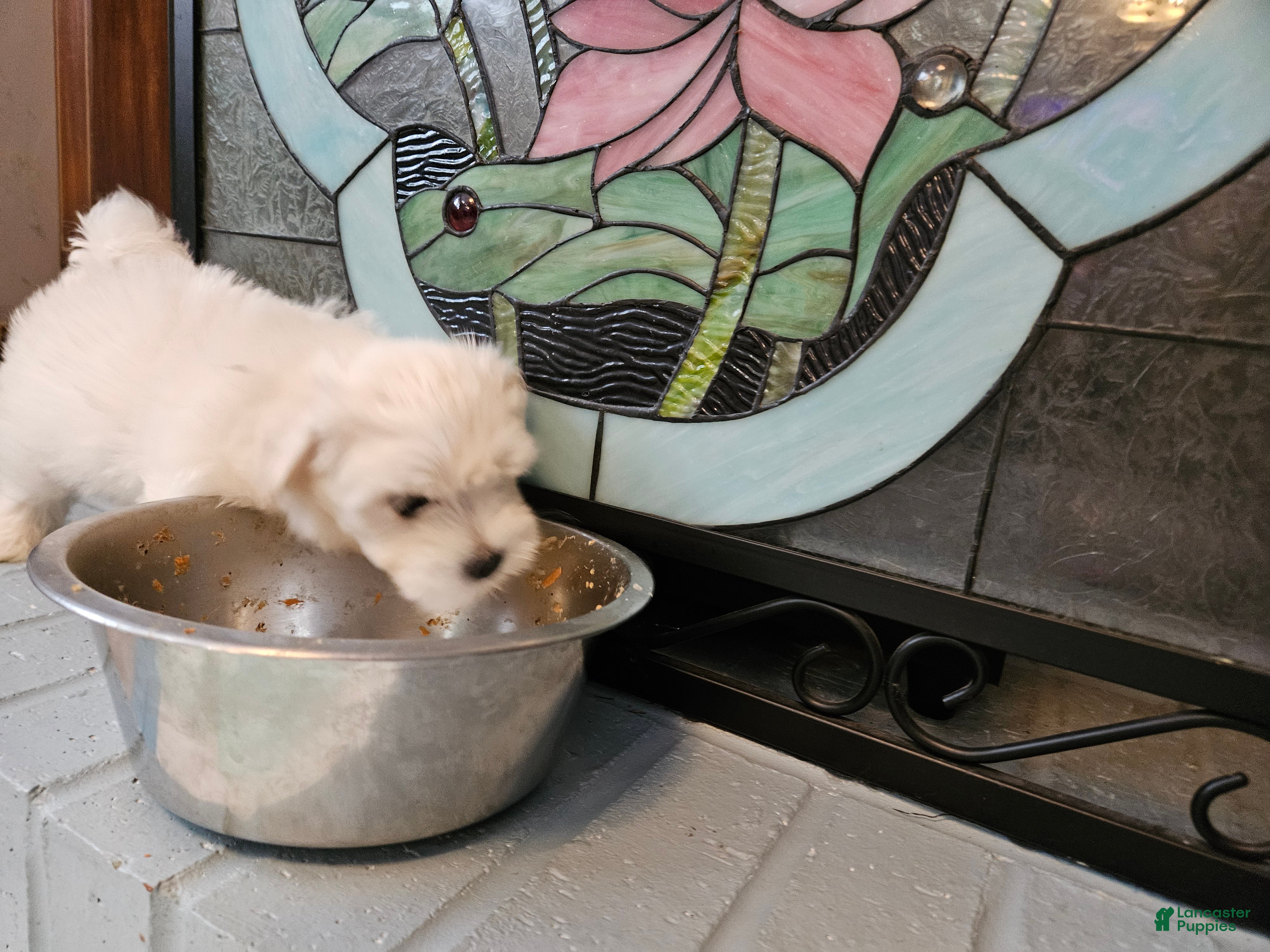 Morkie dogs Morkie 1 - Ad 2
