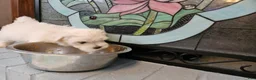 Morkie dogs for sale: Morkie 1 - Ad 2