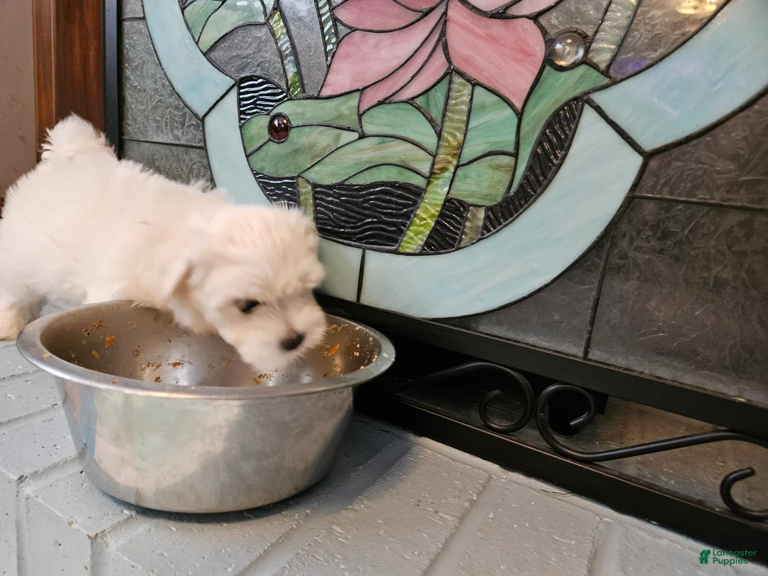 Morkie dogs for sale: Morkie 1 - Ad 2