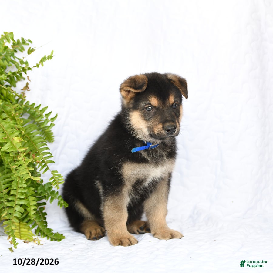 German Shepherd dogs for sale: Ranger - Ad 2