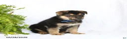 German Shepherd dogs for sale: Ranger - Ad 2