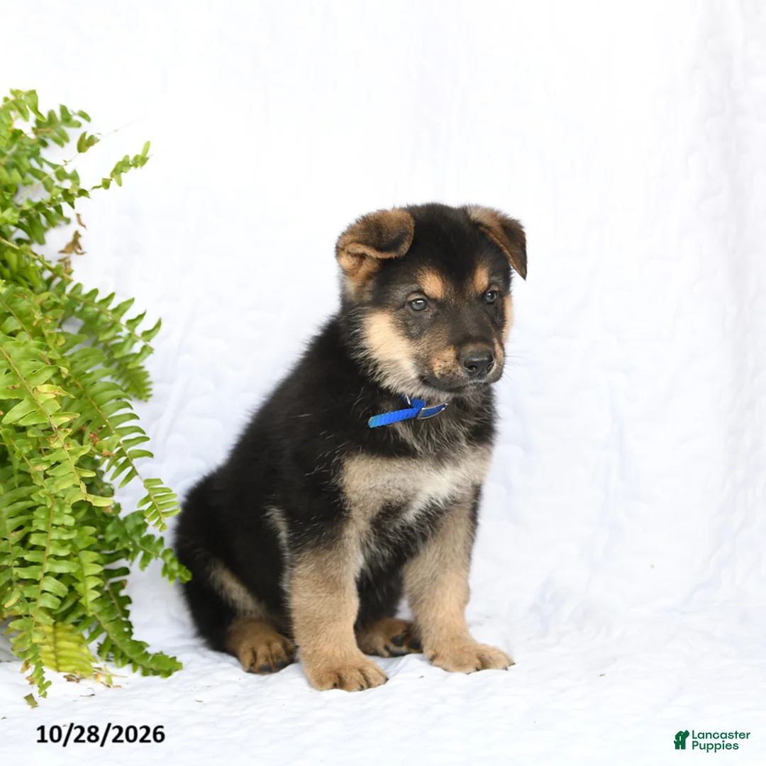 German Shepherd dogs for sale: Ranger - Ad 2