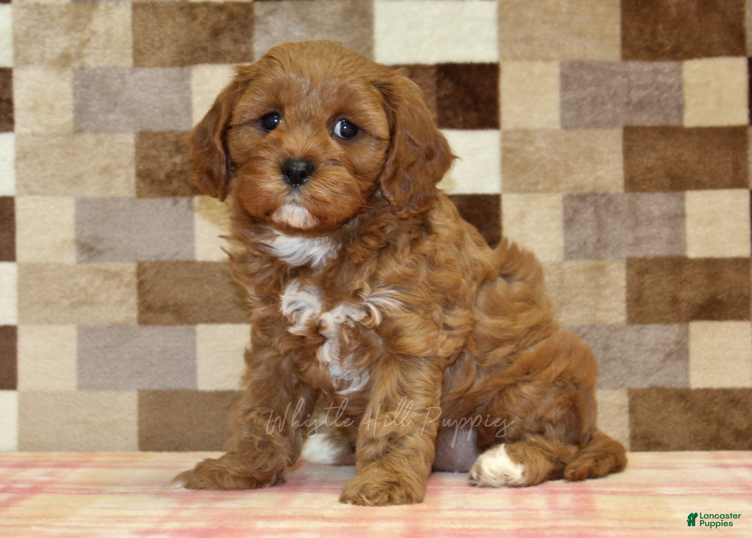 Cavapoo dogs Grace - Ad 1