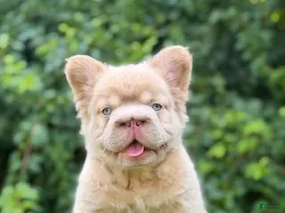 French Bulldog dogs DRAKE - Ad 29