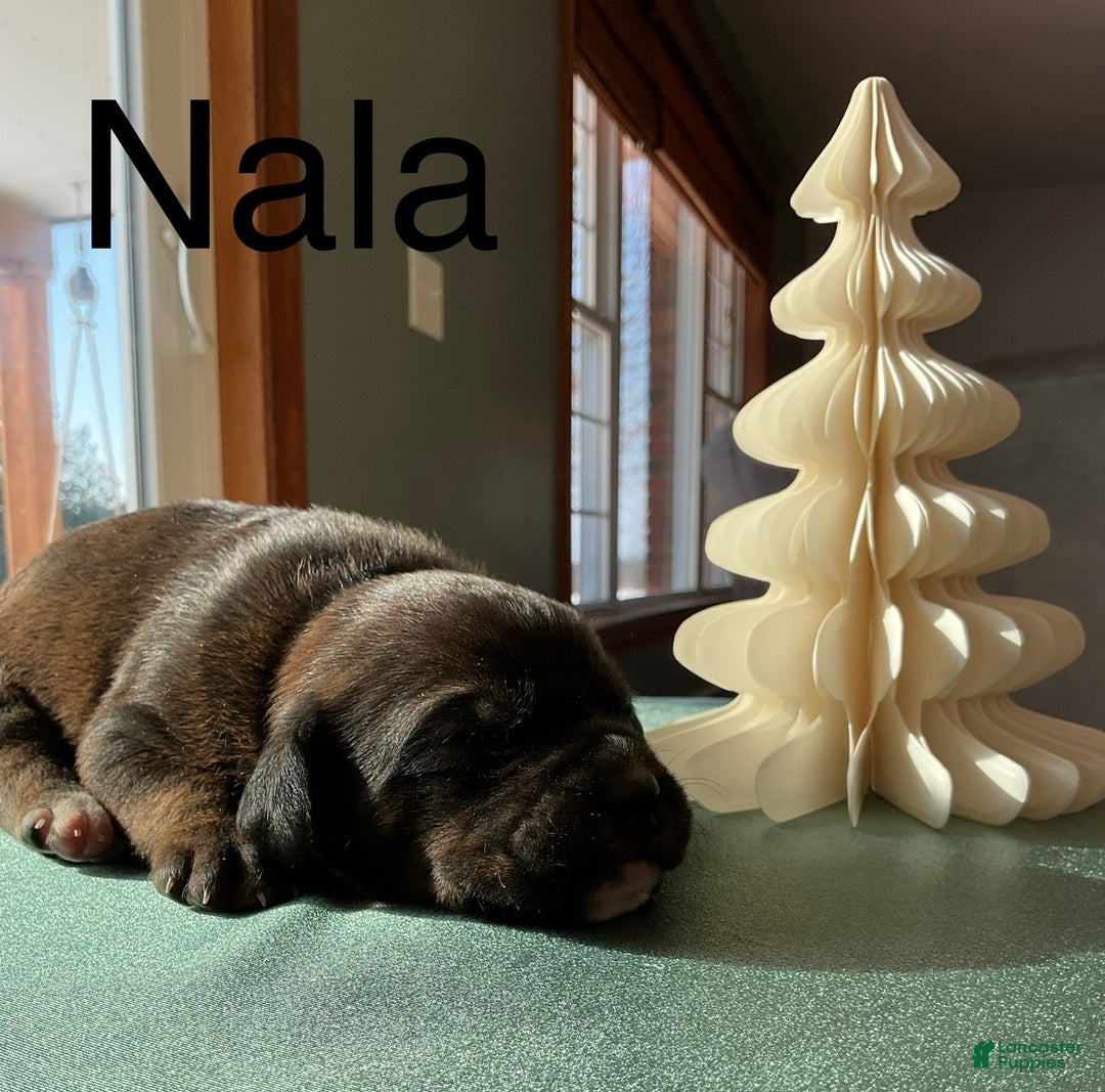 Mixed Breed dogs for sale: Nala - Ad 3