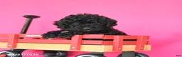 Toy Poodle dogs for sale: Joy - Ad 2