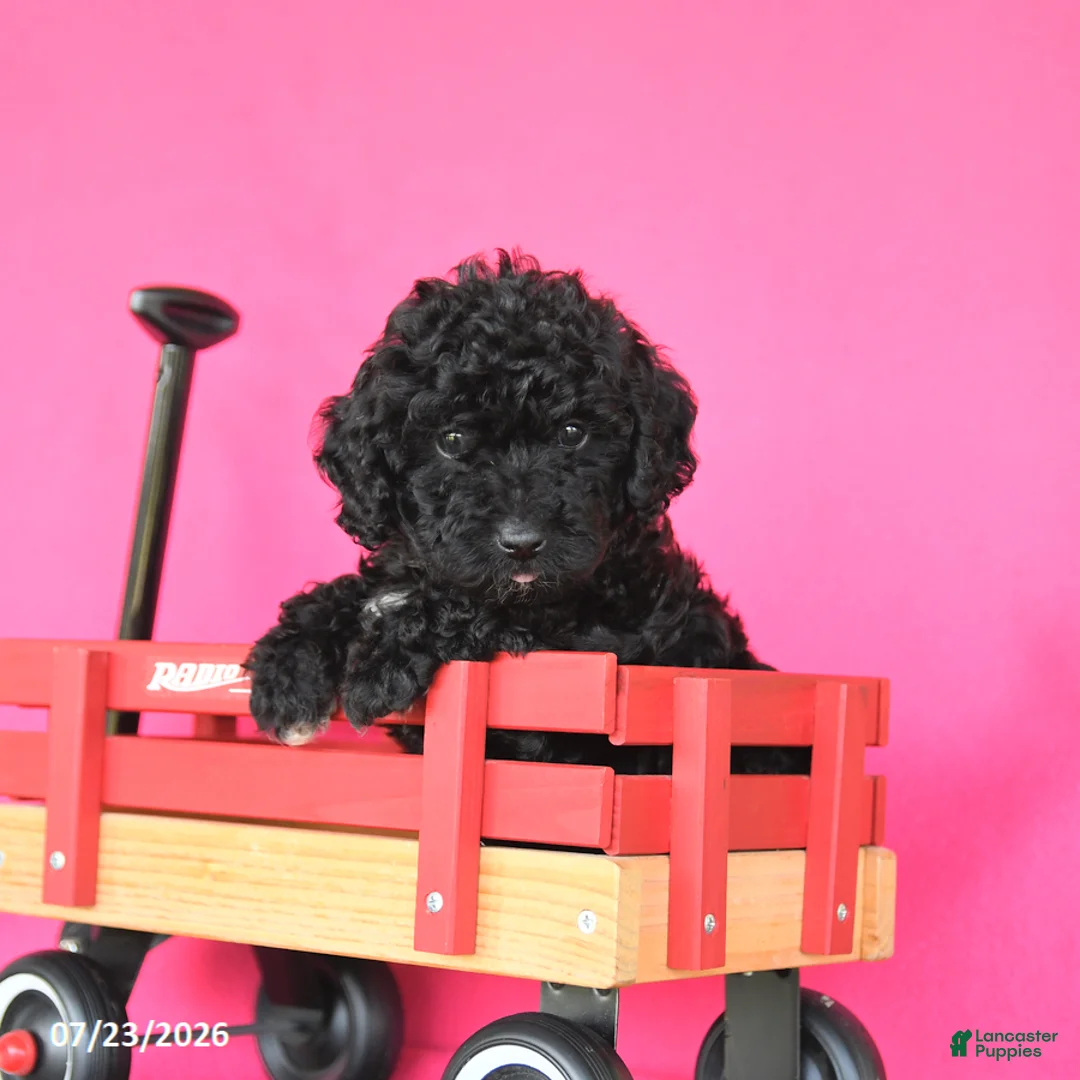 Toy Poodle dogs for sale: Joy - Ad 2