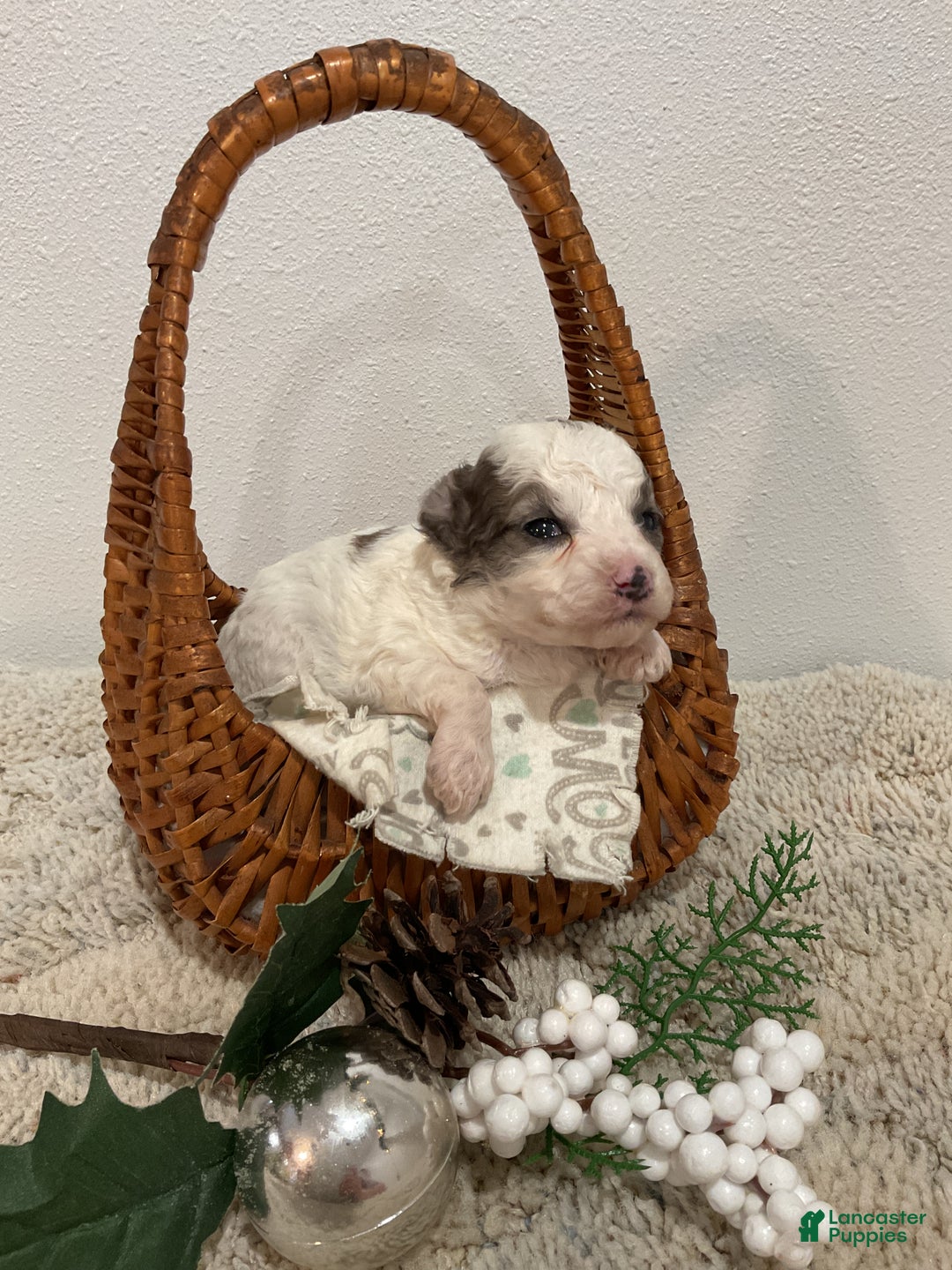 Maltipoo dogs for sale: HOLLY - Ad 9