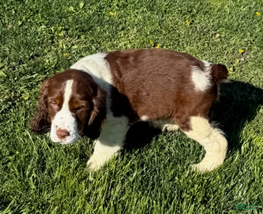 English Springer Spaniel dogs for sale: Max - Ad 2