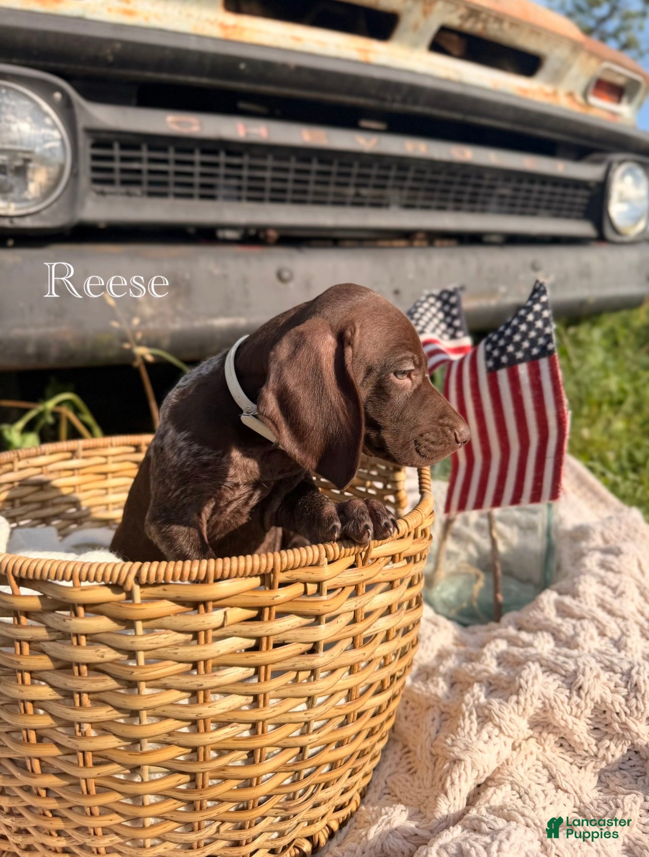 German Shorthaired Pointer dogs Reese - Ad 2