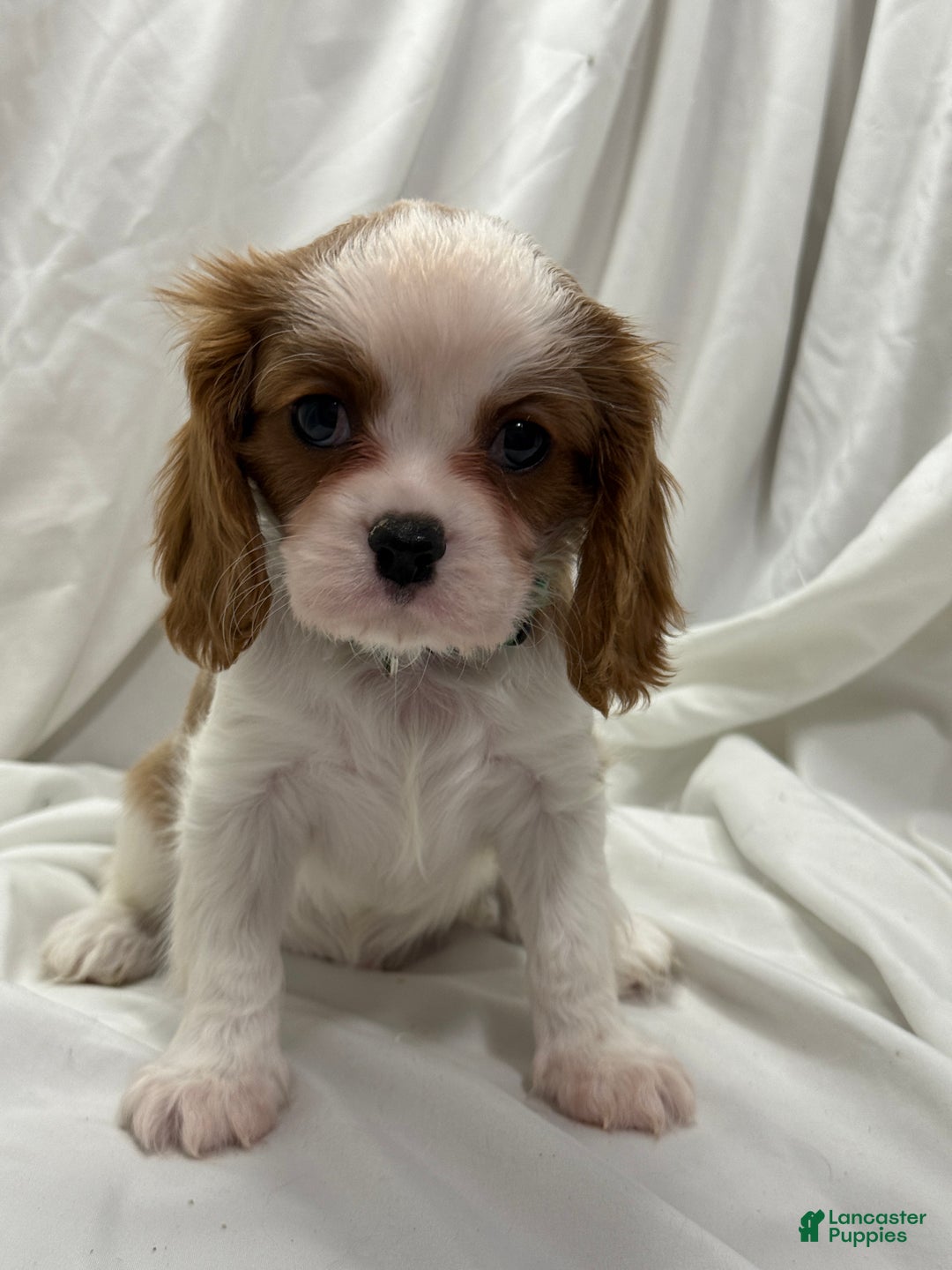 Cavalier King Charles Spaniel dogs for sale: Max - Ad 3