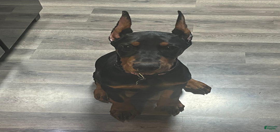 Gallery Image {{count}}