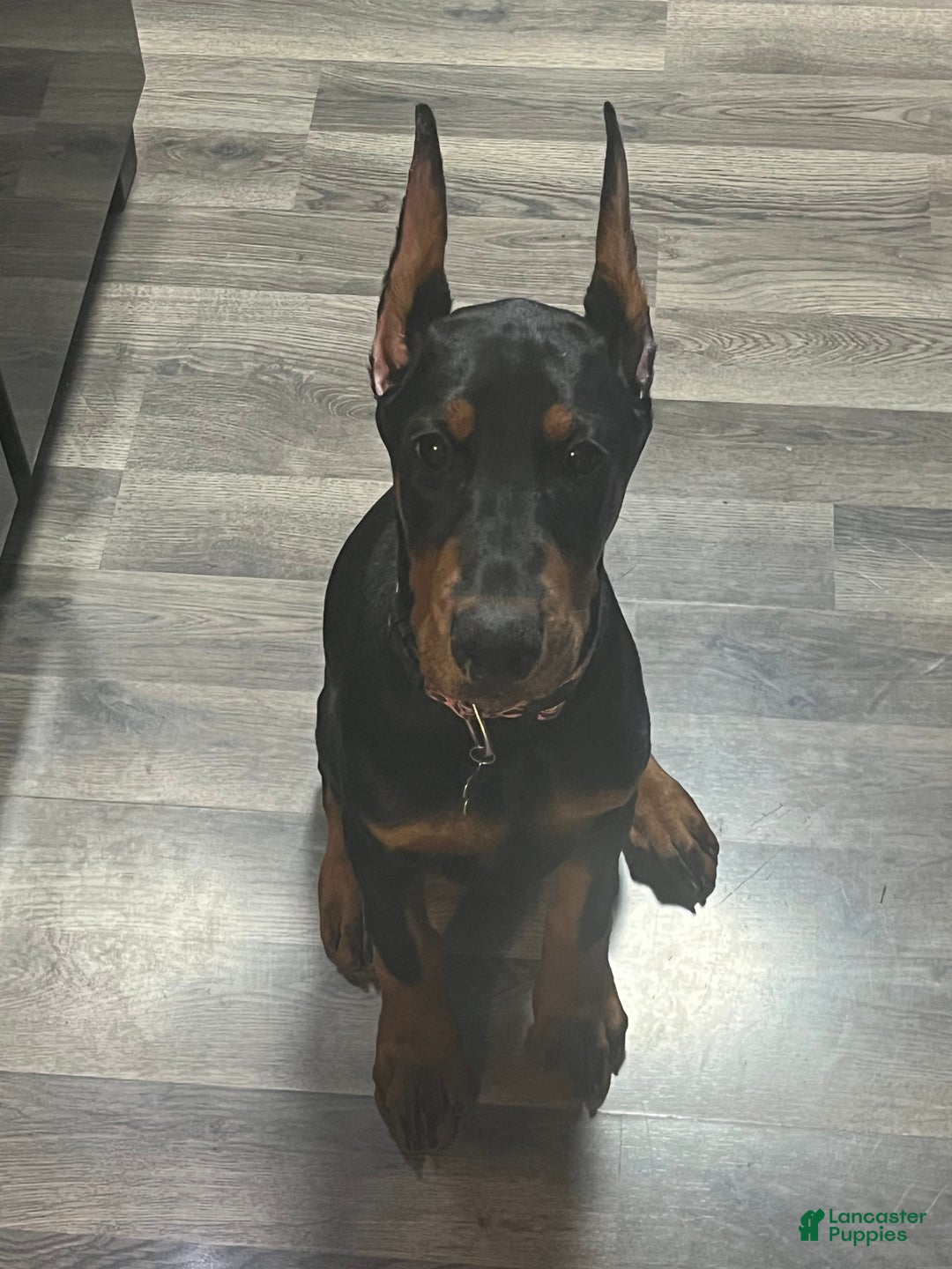 Gallery Image {{count}}