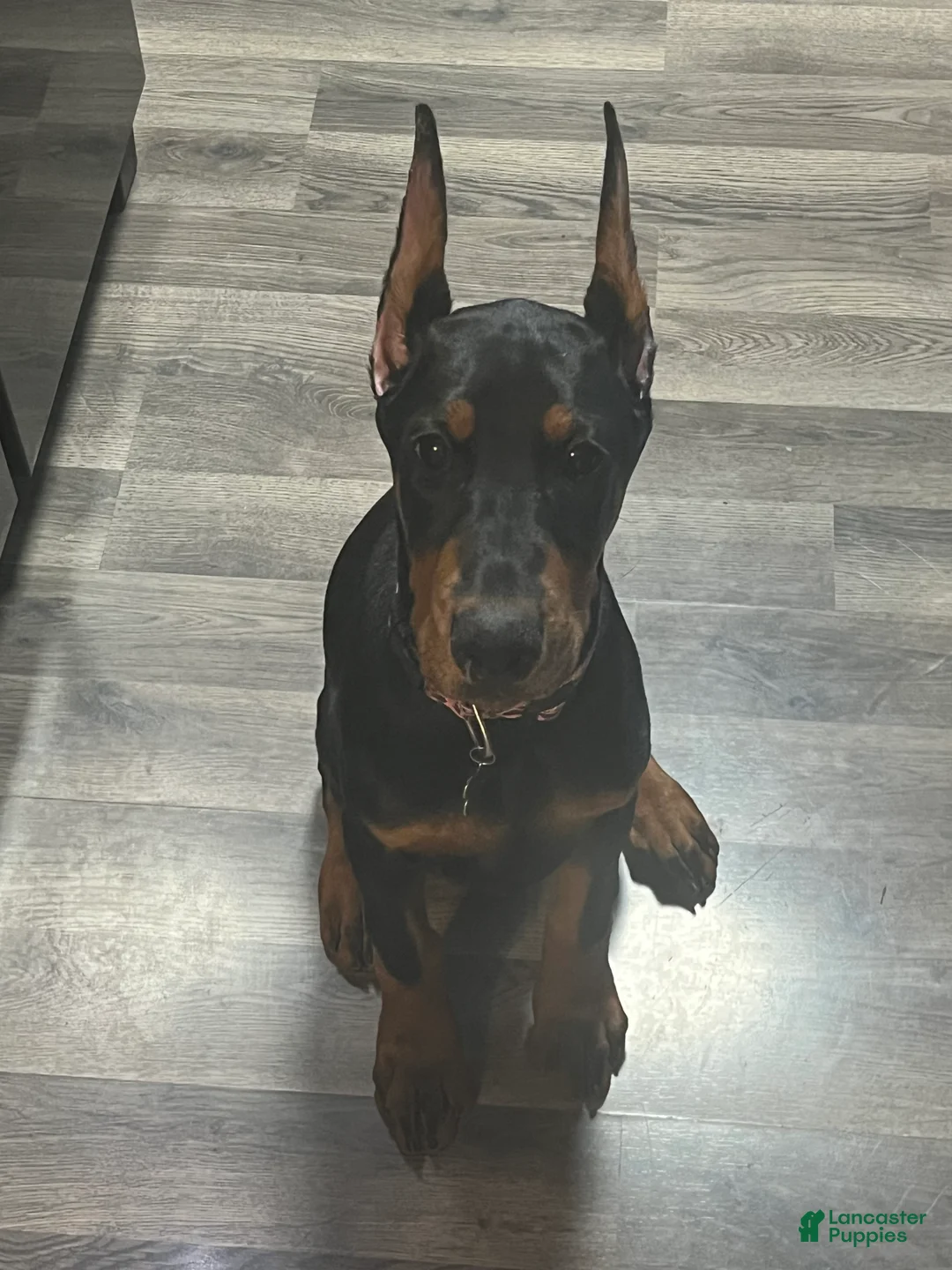 Gallery Image {{count}}