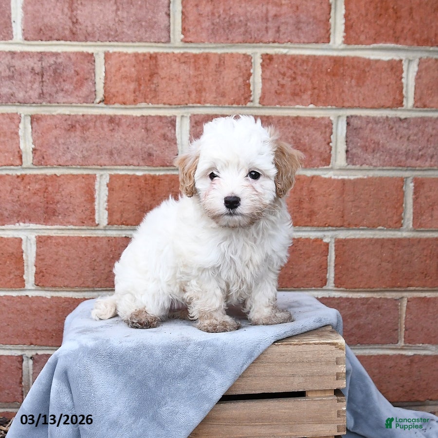 Maltipoo dogs Percy - Ad 1
