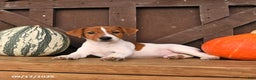 Jack Russell Terrier dogs for sale: Shannon - Ad 8