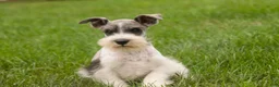 Miniature Schnauzer dogs for sale: Quinn Miniature Schnauzer  - Ad 12