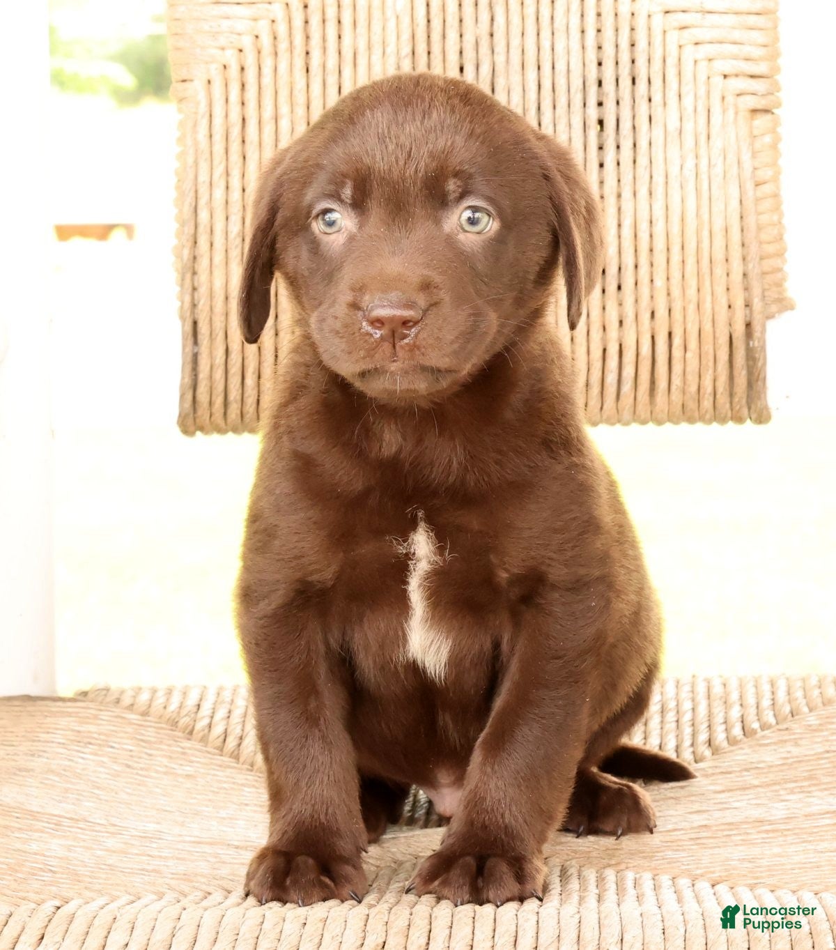 Labrador Retriever dogs Ricky - Ad 2