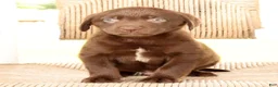 Labrador Retriever dogs for sale: Ricky - Ad 2