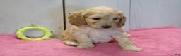 Cockapoo dogs for sale: Beverly - Ad 4