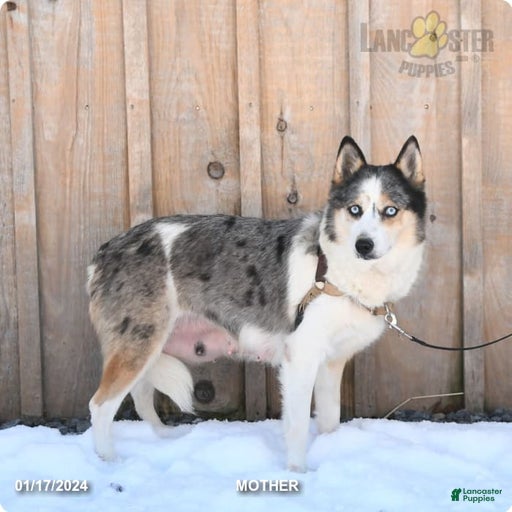 Gallery Image {{count}}