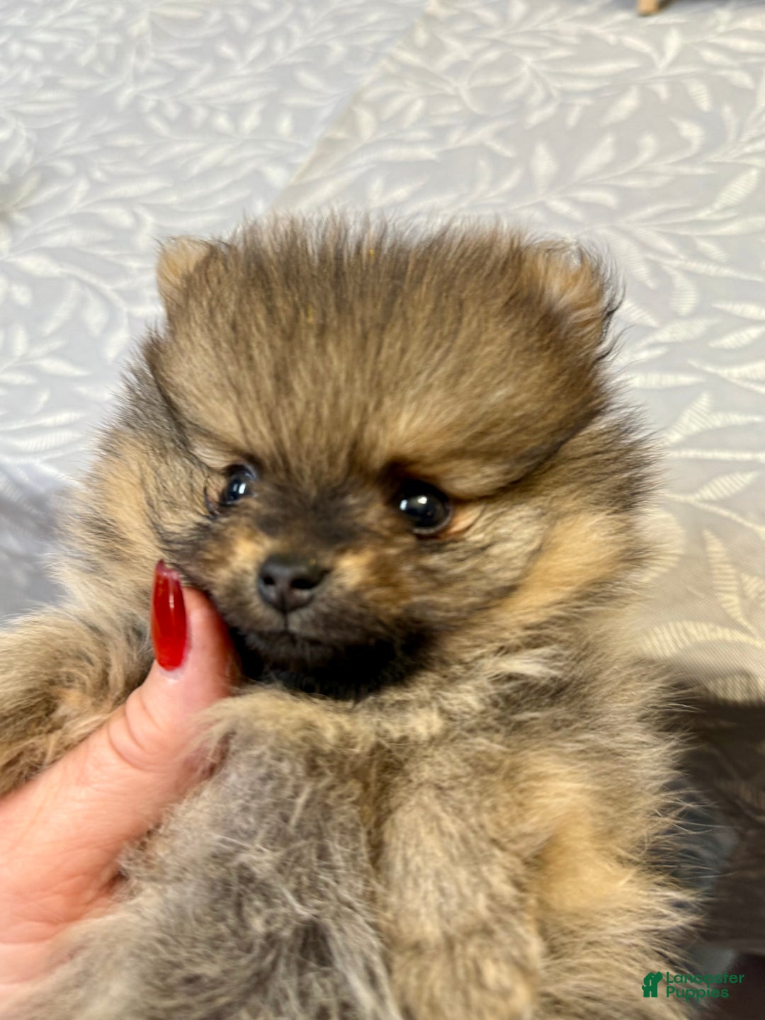 Pomeranian dogs for sale: Tiny ROCKET MAN - Ad 5