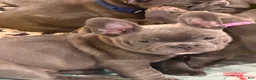 French Bulldog dogs for sale: French Bulldog 6 - Ad 7