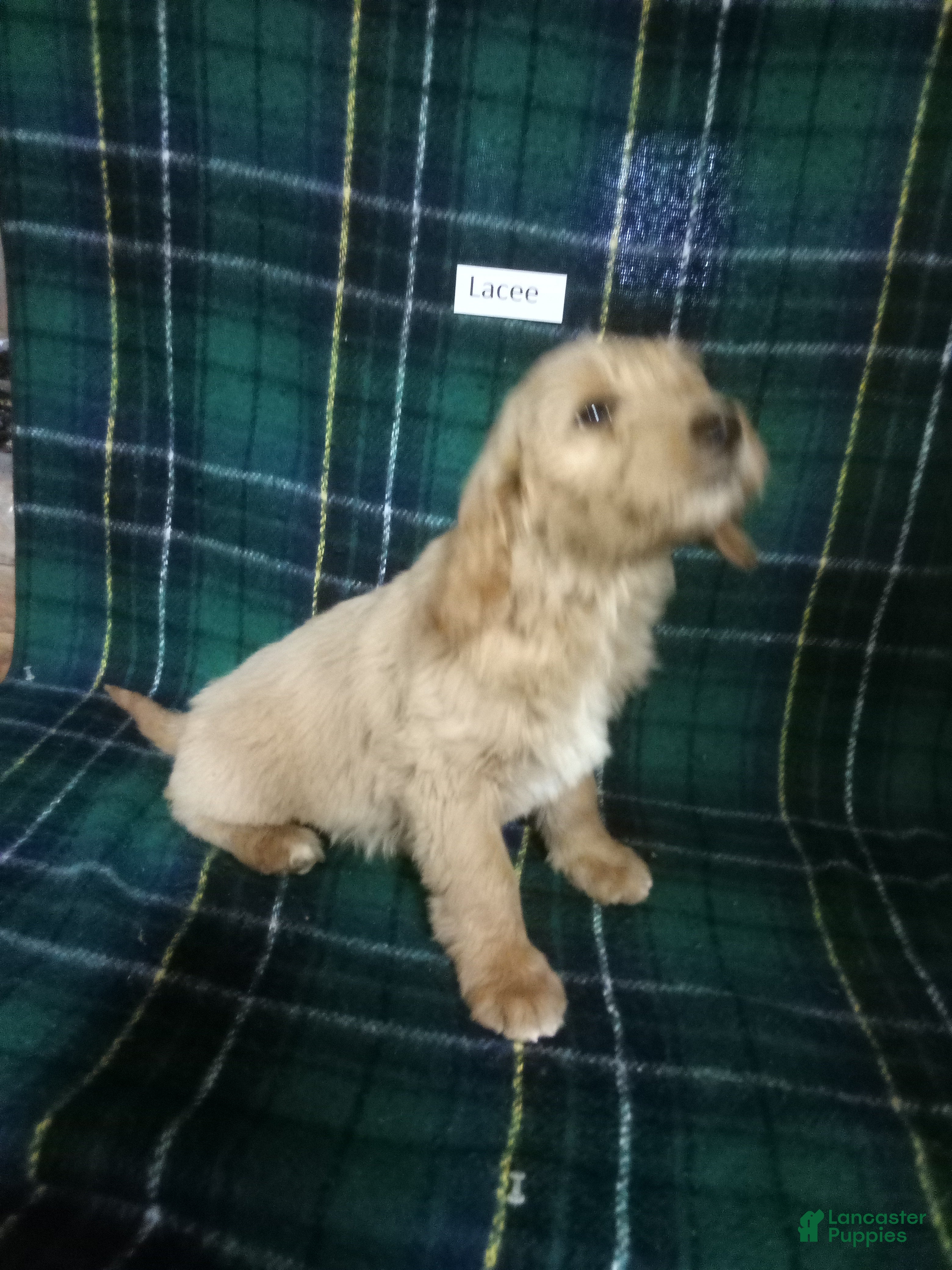 Mixed Breed dogs Lacee - Ad 22