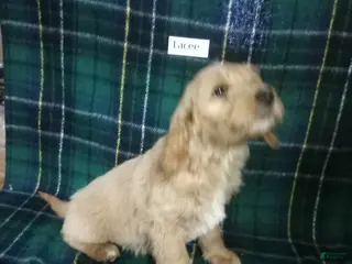 Mixed Breed dogs Lacee - Ad 22