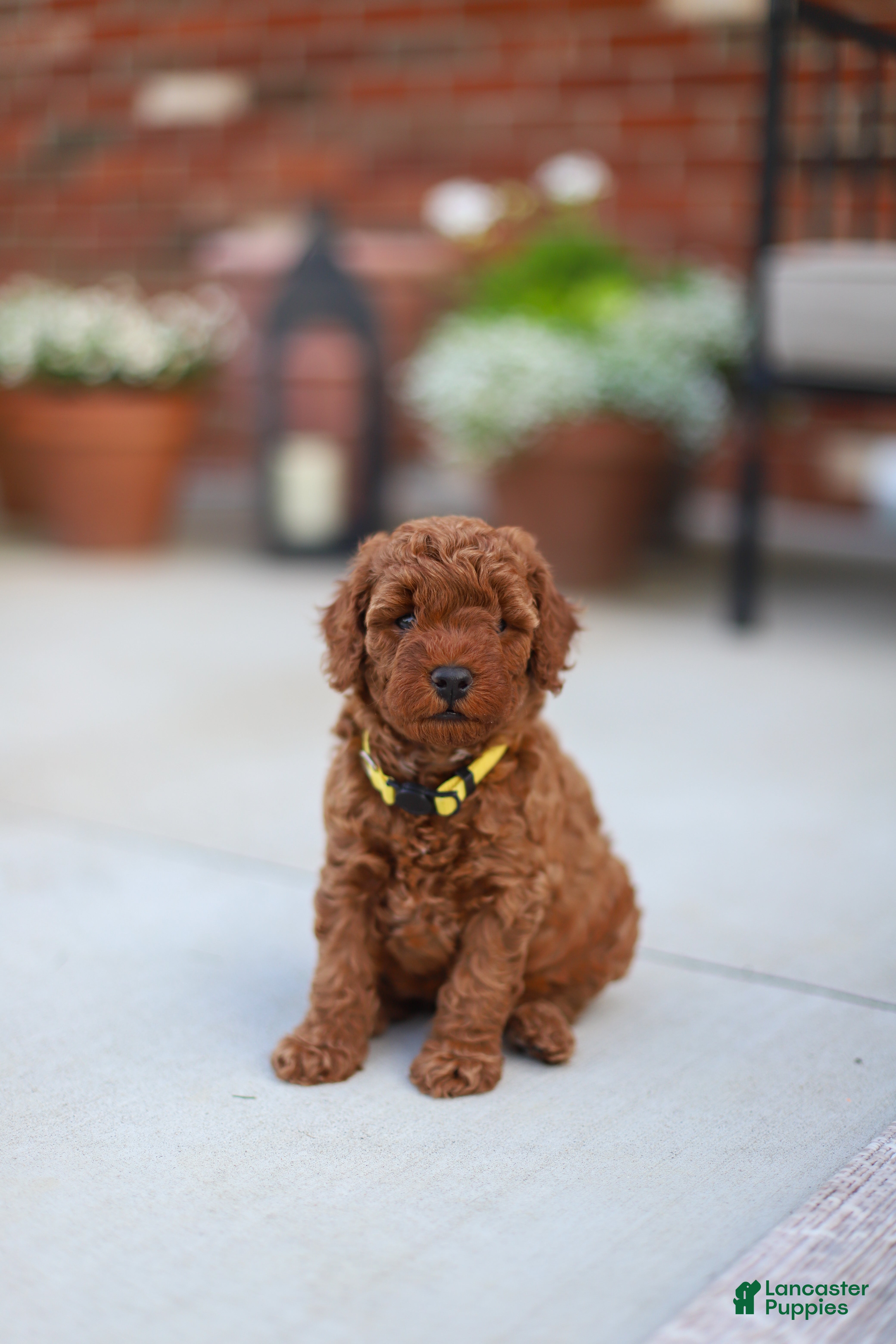Mini Goldendoodle dogs Poppy - Ad 9