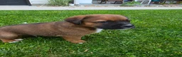 Mixed Breed dogs for sale: Duke - Ad 7